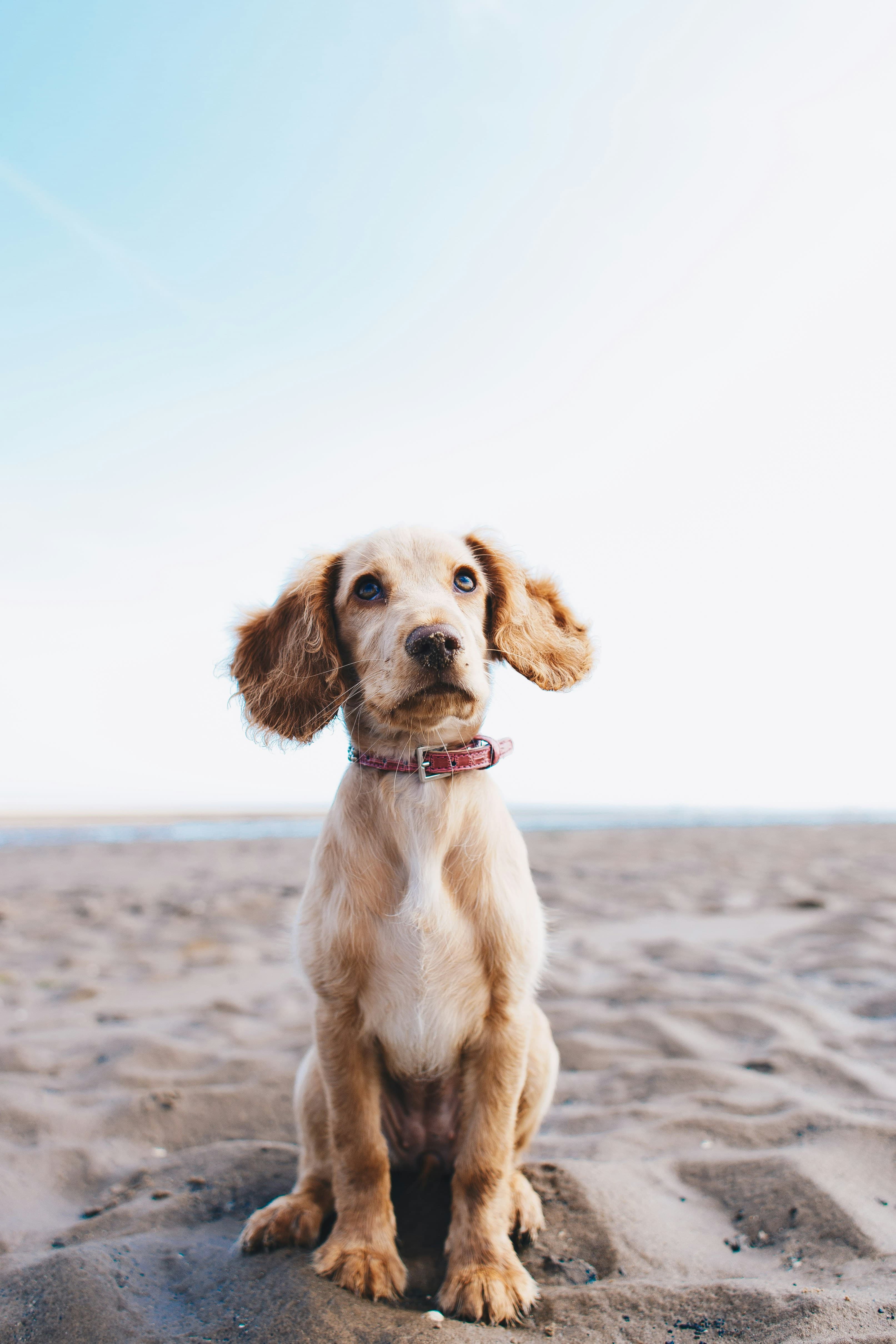Dog running through a field
