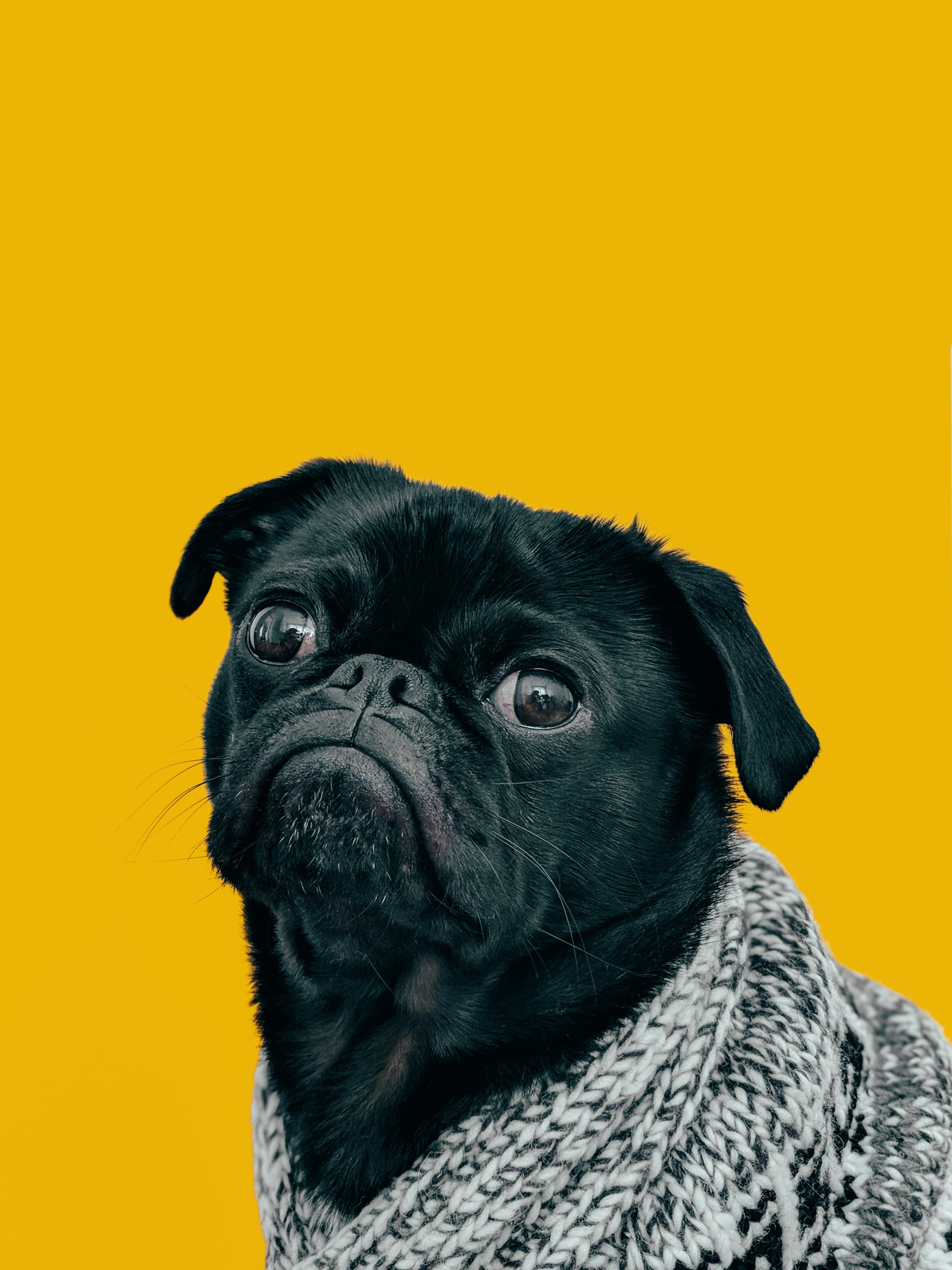Small dog smiling at the camera