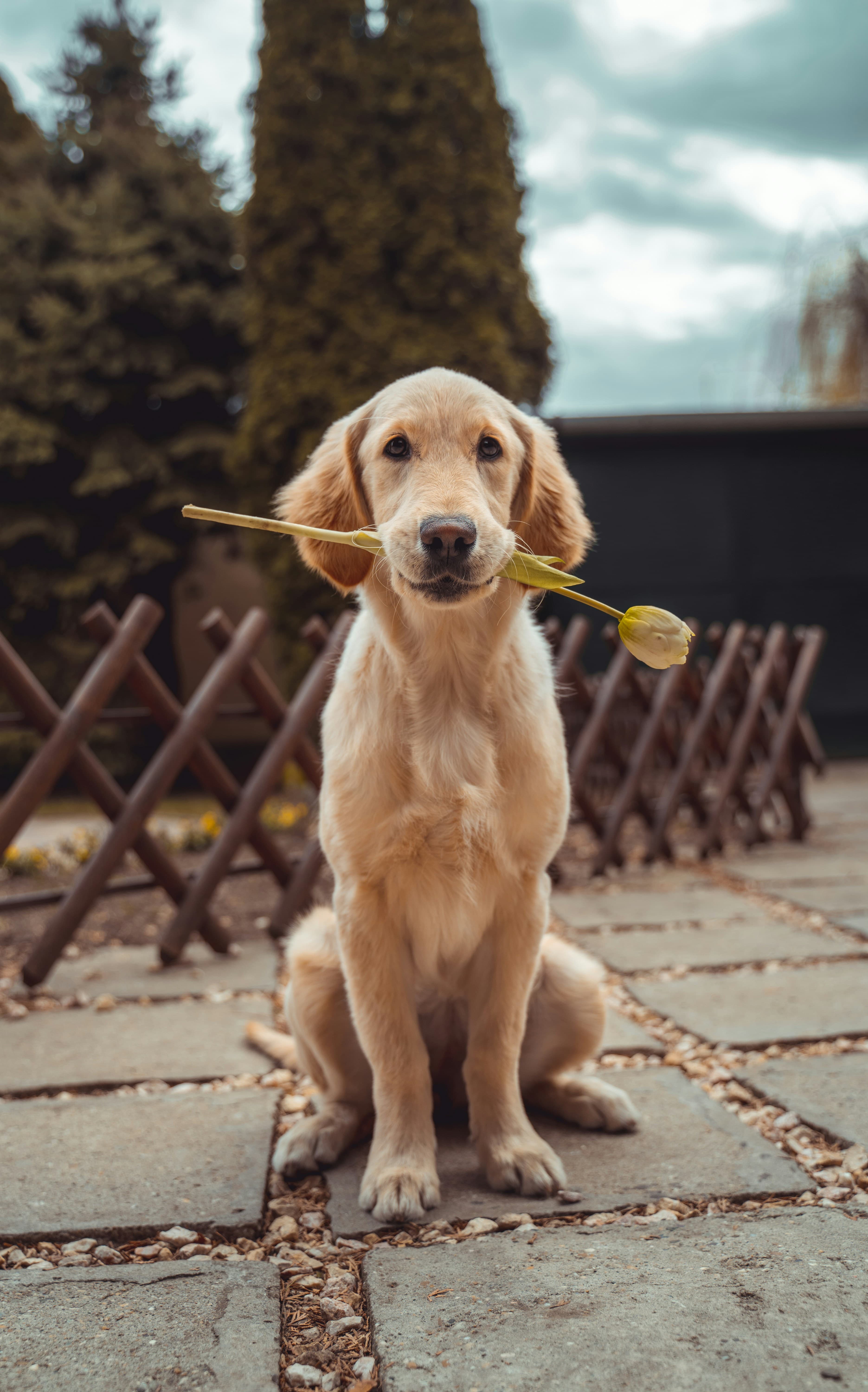 Happy dog looking up while sitting outdoors