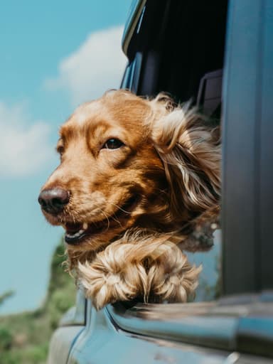 Woman smiling with her dog