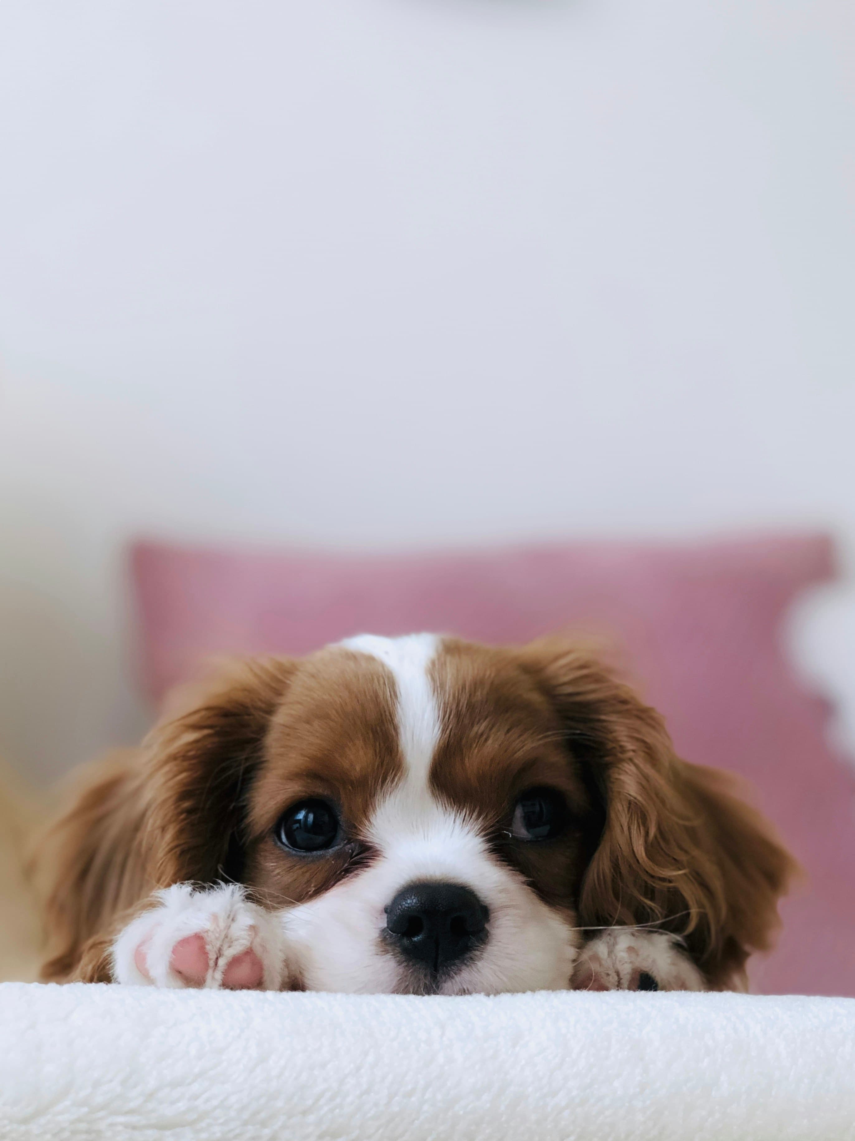 Dog looking thoughtfully out a window