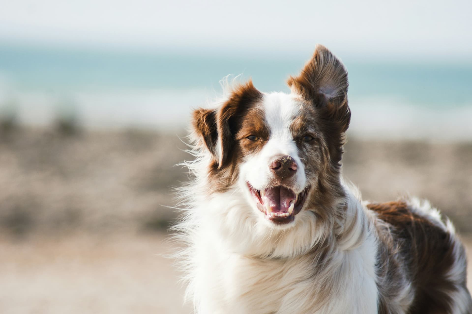happy dog running outside for a dog age calculator result