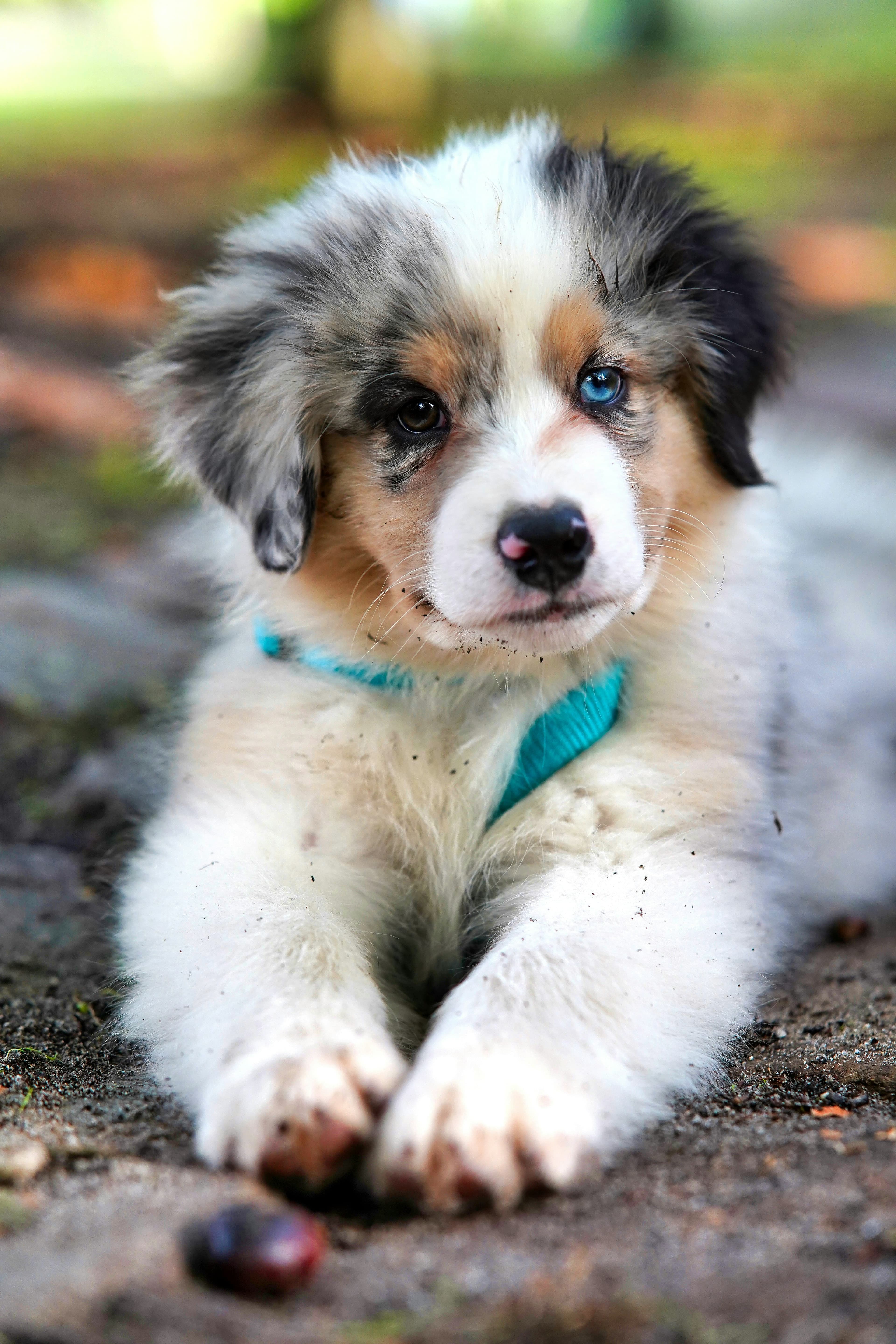 Small puppy sitting in grass